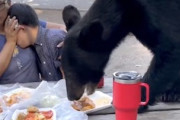 【怖い】野生のクマさんに極限まで迫られたピクニック中の家族(((ﾟДﾟ)))