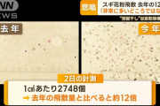 【悲報】　花粉、去年の12倍ｗｗｗｗｗｗｗｗｗｗｗｗｗｗ(画像あり)