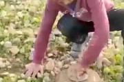 【動画】埋められた対戦車地雷を素手で処理するシリアの子供たち。