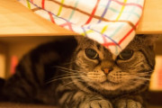 【ねこ画像】ねこかふぇのねこ、こんなところに・・・