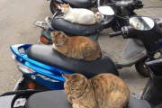 【画像】　バイクに猫ちゃんが座ってて草