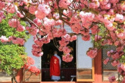 【韓国品種が分かってない】 濃いピンク色の「王重桜」、一般的な桜よりも綺麗と話題に
