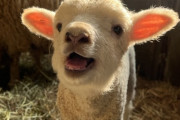 【画像】羊の赤ちゃん