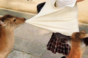 海外「奈良では普通のこと」 腹をすかせた鹿が服を引っ張っている写真が話題に