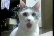 【動画】 びっくり顔のねこ【再】