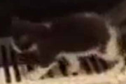 子猫がトコトコ歩いていた。そこはピアノの鍵盤だった → 毛玉の演奏はこちらです…