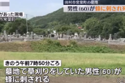 墓地で草刈りをしていた男性、ハチに刺され死亡