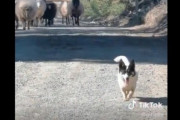 【動画】牧羊犬「ごめんやで。ちょっとだけそこどいてくれへんか」