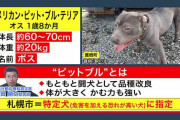 “闘犬”としても飼育、ブリーダー施設から逃げた「アメリカン・ピット・ブル・テリア」の画像公開…箱わな設置で行方追うも、まる１日経過で目撃情報なし　北海道鷹栖町