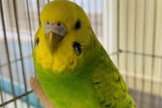 【議論】インコってよく見たら可愛くない？