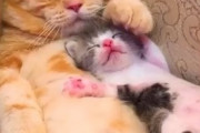 【ねこ画像】子犬にもたれかかって眠る猫さん…お互い大好きなのが伝わってきますねwww