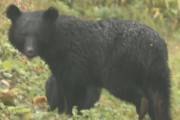 秋田県知事「同じ人から『クマを殺すな』という抗議の電話が何回もかかってくる」「感情論が多い。国が行動を取ってほしい」