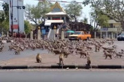 【恐怖】猿の大群がタイの町に突如現れて大暴れ！