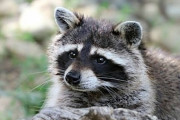 【悲報】アライグマさん、お菓子の食べ過ぎで太ってしまう