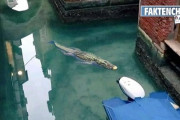 【新型コロナ】ベネチアの運河に『ワニ』が現れたとのデマがSNSで拡散されてしまう