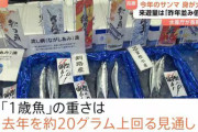 【朗報】今年の秋刀魚、デカくてうまい