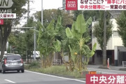勝手に中央分離帯にバナナ植える猛者現るｗｗｗｗ