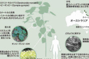 オーストラリアのとげ植物「ギンピーギンピー」から“サソリに似た”新種の神経毒発見