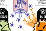 【東京新聞】ワクチン接種後の抗体、どのくらい残ってるの？　記者が自費で毎月測ってみた❓❗