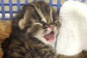 ツシマヤマネコの赤ちゃんついに目が開く
