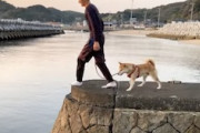 芝犬に飼い主が溺れるドッキリをしかける動画ワロタｗｗｗ
