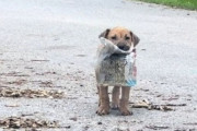 ボクの宝物見せてあげる！ビニール袋に入った新聞紙を誇らしげに運んできた野良犬の物語