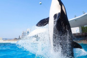 シャチのいる水族館ってあんまなくね？
