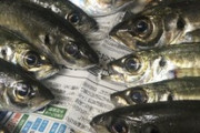 たくさんのアジが釣れたよぉ?（※画像あり）