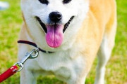 【ほのぼの】いつも散歩中にすれ違う若い柴犬の義理堅さに感動した話
