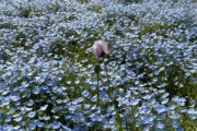 海の中道海浜公園のネモフィラ畑の中にアカン花が見つかる