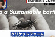 食用コオロギの会社が破産…その真相とは「SDGsというきれい事だけではビジネスはできない。ベンチャー投資ブームが終わった」