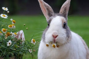 (急募)ウサギを飼っていて楽しい事と、逆に大変な事