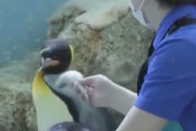 外国人「日本の水族館も大変だな。ペンギンは安い魚は食べないようだ」