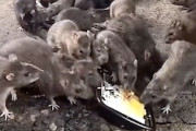 【動画】すごい数。歌舞伎町のネズミに餌やりしてみた結果が(°_°)