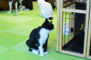 【画像】猫カフェ行ってきたんたが…