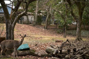 【続報】奈良公園で『異変』が起きる・・・・・・・