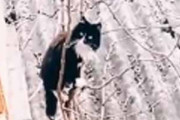 ネコが屋根の上にいた。目の前には木がある → 器用な猫はこうやって帰宅します…