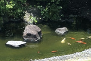 公園ワイ「ウッ…イクっ！！！」ﾄﾞﾋﾟｭｯ 池の鯉「！！」ｼﾞｬﾊﾞﾊﾞﾊﾞﾊﾞッ【クソスレまとめ】