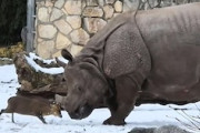 【動物】体格差130倍。巨大なサイに挑むキョンの映像が人気に。