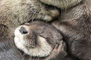 【動画】コツメカワウソさん、明らかに自分が可愛いことを自覚してる甘え方をしてしまう・・・