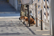 【ねこ画像】チャリ猫、マッサージ ほか【再】