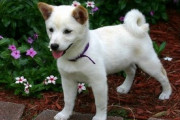 【画像】イッヌさん、白毛でモフモフ…これは女神ーヌwwww