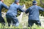 【動画】 大濠公園にイノシシ出現、捕獲に挑む警官を捉えた写真が素晴らしすぎるｗｗと感動の声あふれる 「リアル鳥獣戯画」