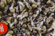 「カタツムリにとって夢の生活」カタツムリの粘液は貴重な美容成分 海外の反応