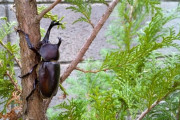 カブトムシは特定の木で昼間も活動… 夜行性の常識を小学生が覆す