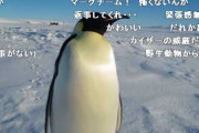 ペンギンが警戒心ないのって人間を新種のペンギンだと思ってるかららしいな