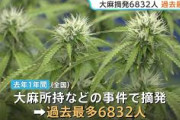 【悲報】若者にまん延する大麻 20代以下が全体の7割以上…去年1年の大麻事件摘発6832人で過去最多　ネット通じて売人を知るケースが4割以上