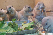 いしかわ動物園で誕生した４頭のプレーリードッグ愛称決まる、母親がさくらだったのでｗｗｗｗｗｗｗｗｗ