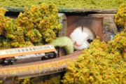 【大阪】鉄道ジオラマが売り物の食堂、コロナで客足鈍り廃業検討→保護猫がジオラマで遊ぶ動画がバズり継続を決意
