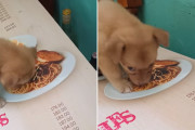 パスタがどうしても食べたいんじゃ～。絵にかいたパスタを食べようと必死の子犬